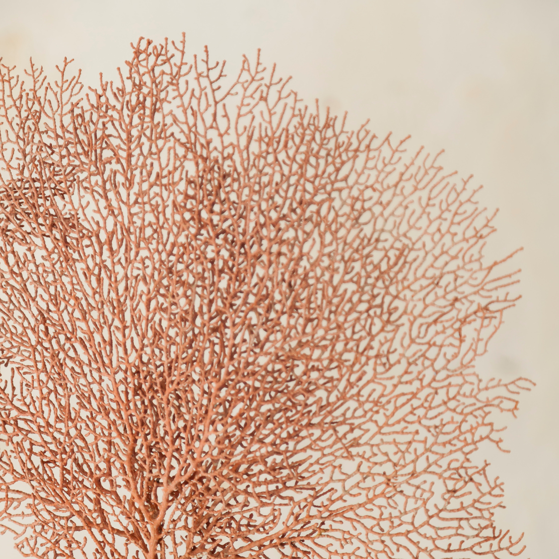 entrada-blog-san-fernando-digital-web-barata-3